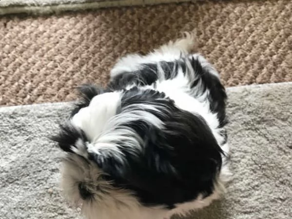 adorabile cucciolo di shih tzu | Foto 1