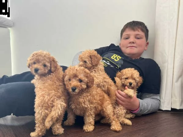 cuccioli di barboncino pronti per partire | Foto 3