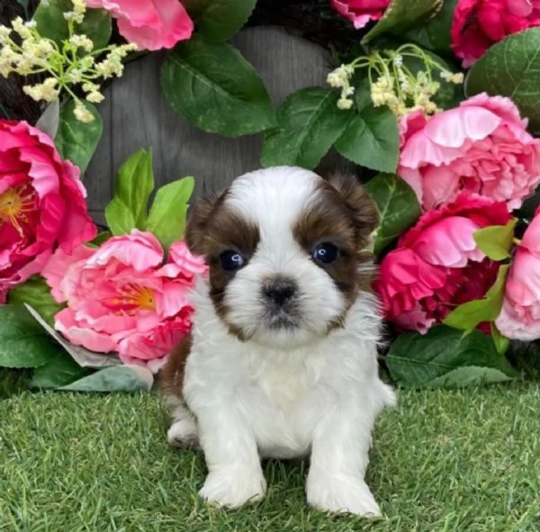 regalo bellissimi cuccioli allevati shih-tzu, colore bianco e nero.