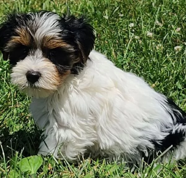 regalo cuccioli shih tzu .