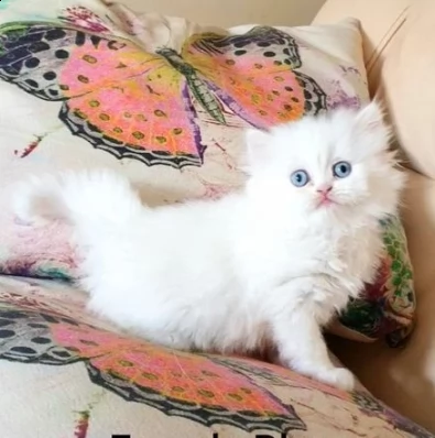 cuccioli gatti munchkin