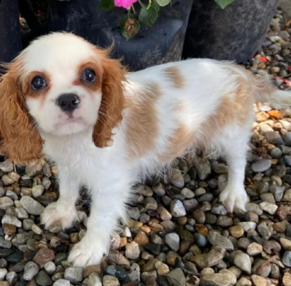 cuccioli di cavalier king  femminucce e maschietti disponibili per l'adozione gratuita 