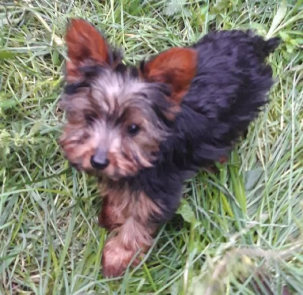 heart melting yorkie puppies