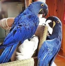 uova e uccelli di pappagallo sani e fertili