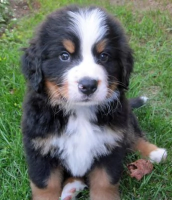 cuccioli bovaro del bernese in regalo.....