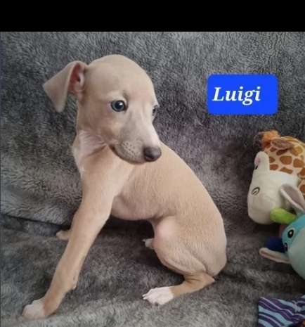 cuccioli di levriero italiano puro