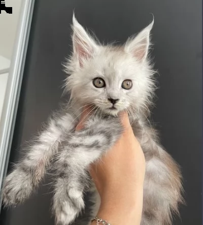 gattini maine coon di razza