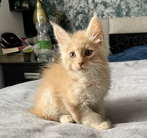 gattini maine coon di razza | Foto 0