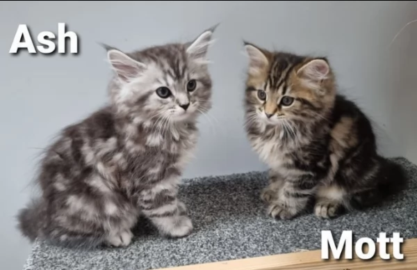 dolci cuccioli di maine coon