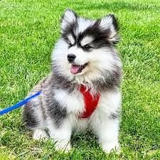 disponibili cuccioli di pomsky giocosi