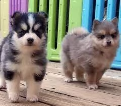 coppia cuccioli pomsky disponibili ora