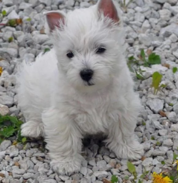 regalo adorabili cuccioli west highland terrier bianco femminucce e