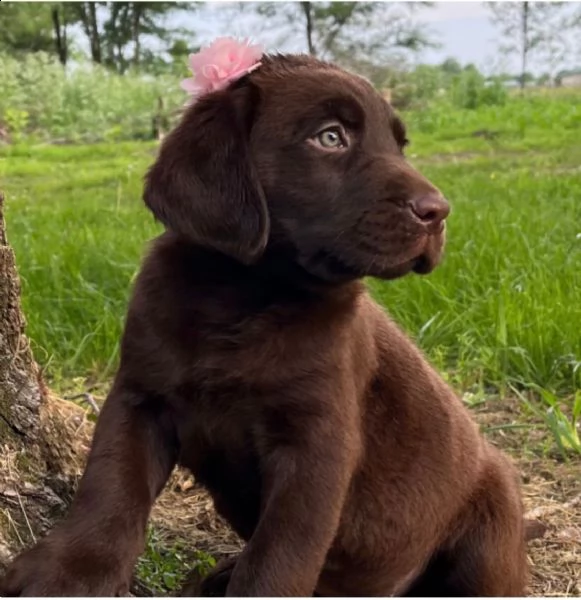 regalo bellissimi cuccioli di labrador .