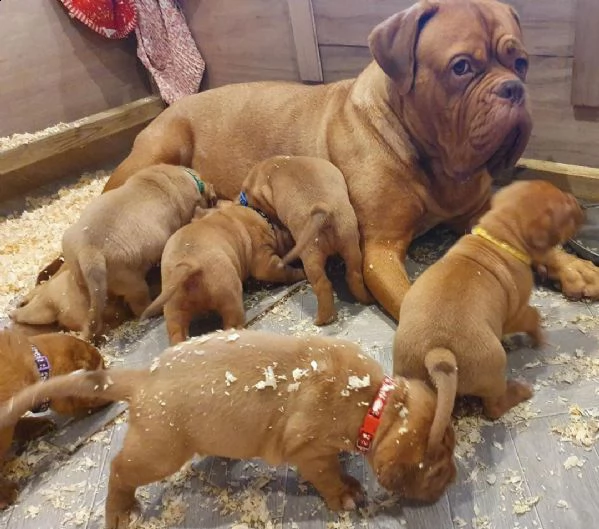 regalo bellissimi maschi e femmine dogue de bordeaux cuccioli 