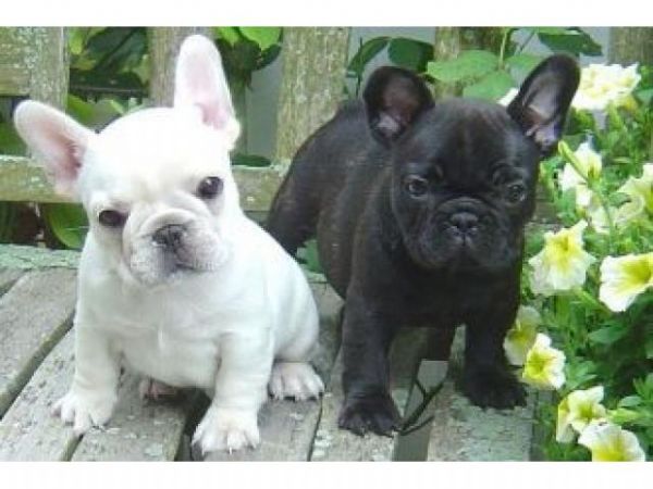 supers adorabili cuccioli di bulldog francese in adozione | Foto 0
