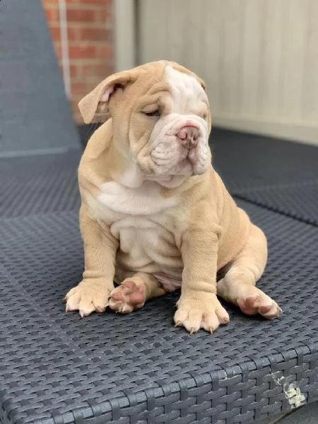 regalo bulldog inglese cuccioli con pedigree 