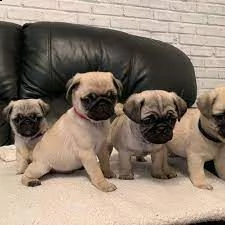 cuccioli di carlino per sempre giocosi disponibili ora