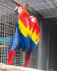 ara scarlatta sani disponibili