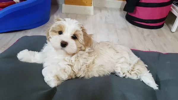 cuccioli di havanese maschio e femmina | Foto 1