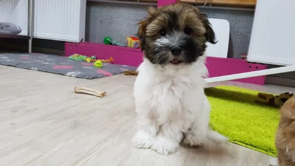 cuccioli di havanese maschio e femmina | Foto 0