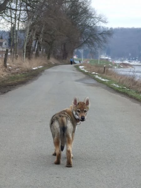 cuccioli cane lupo cecoslovacco  | Foto 0