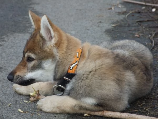 cuccioli cane lupo cecoslovacco 