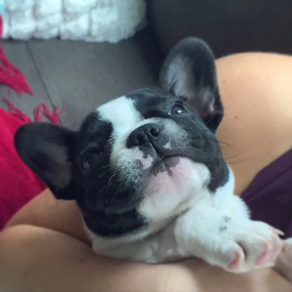 cucciolo  femmina di french bulldog | Foto 0