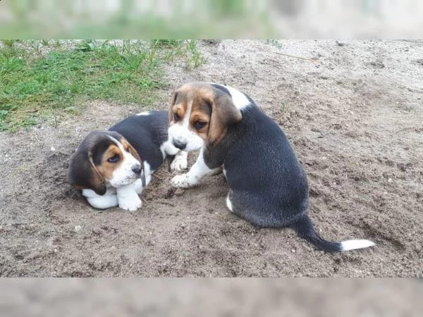 beagle cuccioli splendidi con pedigree