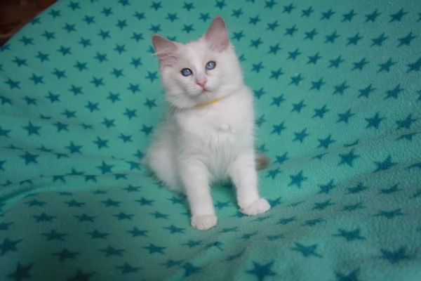 cucciolo ragdoll | Foto 4