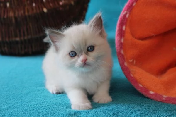 cucciolo ragdoll | Foto 3