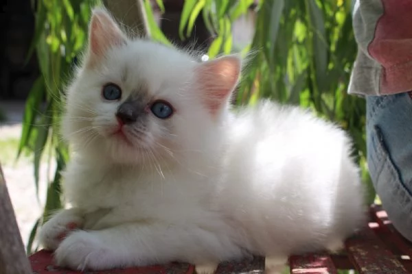 cucciolo ragdoll | Foto 2