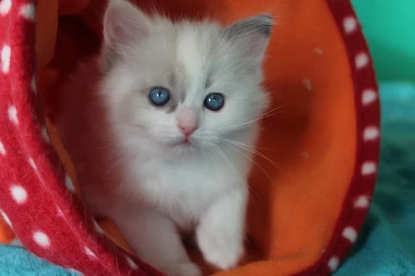 cucciolo ragdoll | Foto 1