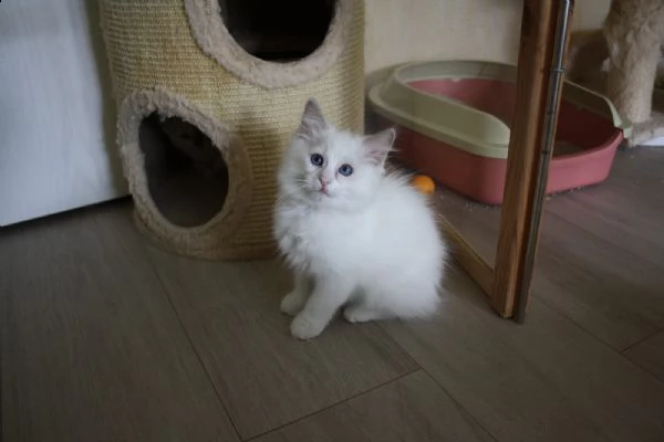 cucciolo ragdoll | Foto 0