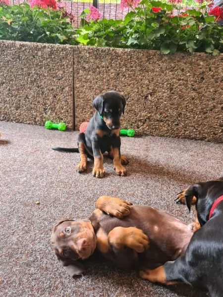 dobermann cuccioli meravigliosi