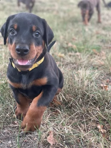 dobermann cuccioli meravigliosi | Foto 5