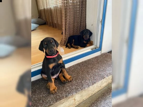 dobermann cuccioli meravigliosi | Foto 3