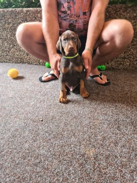 dobermann cuccioli meravigliosi | Foto 2