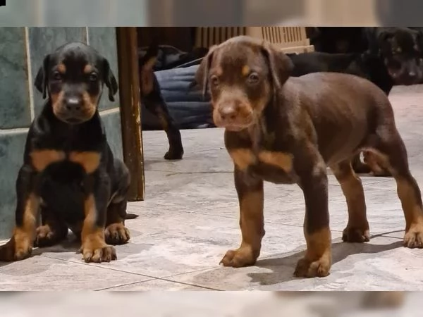 dobermann cuccioli meravigliosi | Foto 1