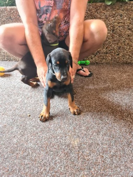 dobermann cuccioli meravigliosi | Foto 0
