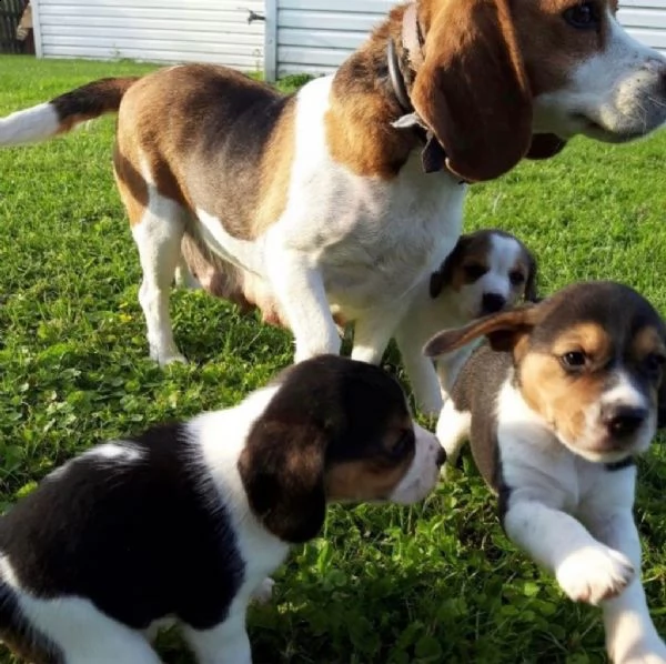 cuccioli beagle tricolore