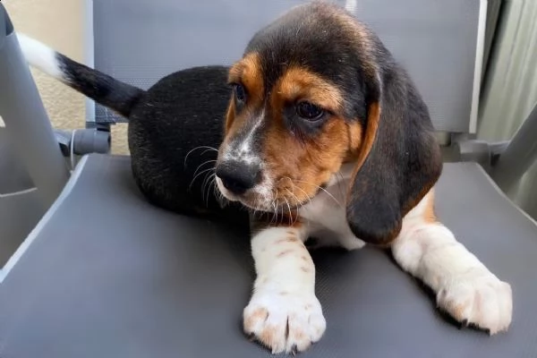 cuccioli beagle tricolore | Foto 5