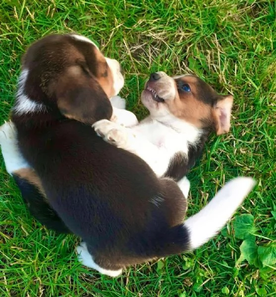 cuccioli beagle tricolore | Foto 4