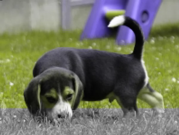 cuccioli beagle tricolore | Foto 3