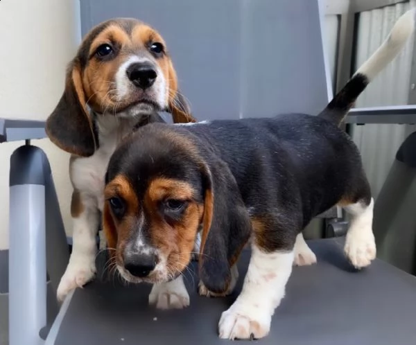 cuccioli beagle tricolore | Foto 2