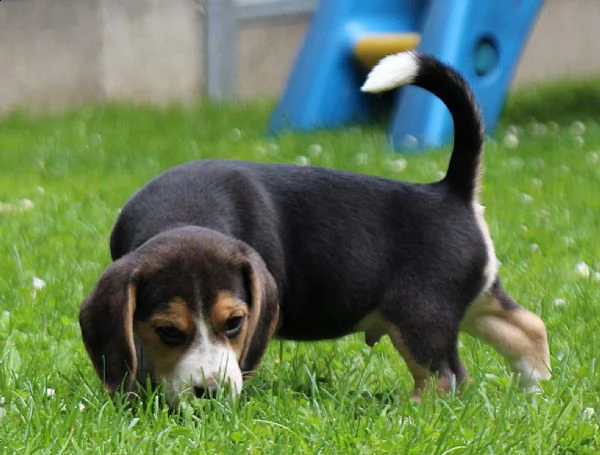 cuccioli beagle tricolore | Foto 1