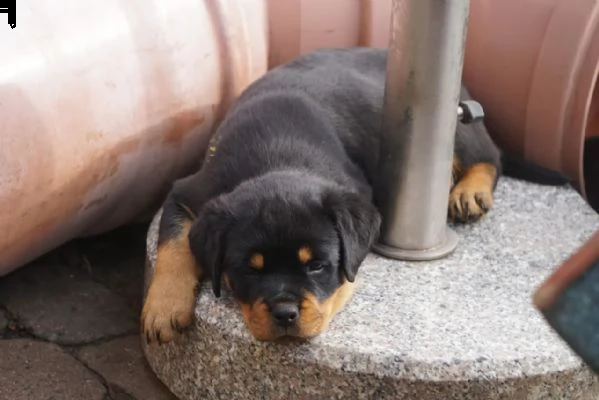 disponibile cuccioli rottweiler maschio e femmina | Foto 2