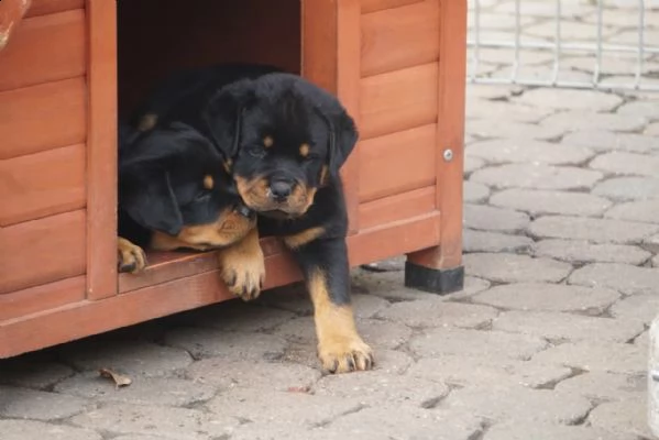 disponibile cuccioli rottweiler maschio e femmina | Foto 1