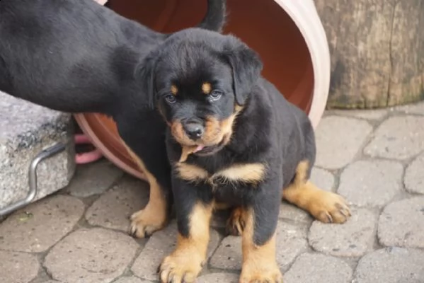 disponibile cuccioli rottweiler maschio e femmina