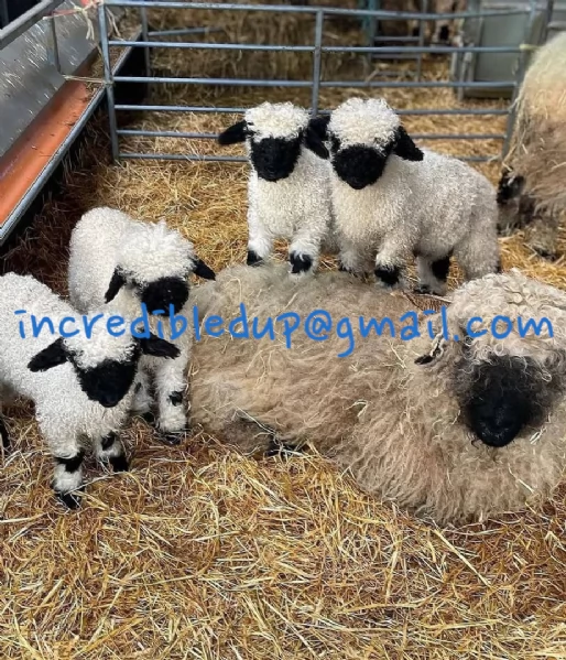 Pecore Valais Blacknose – Amichevoli, con Pedigree e Abituate al Contatto
