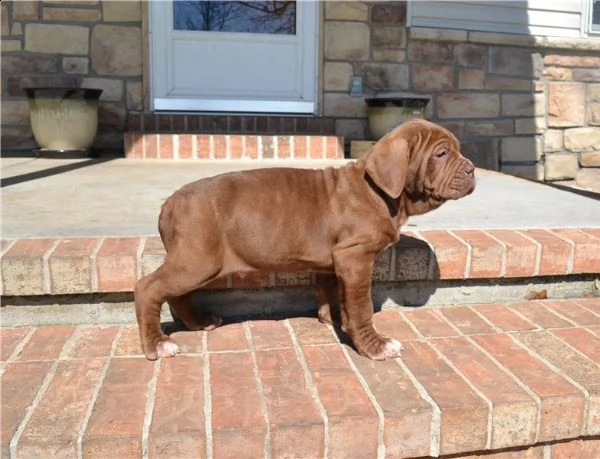 cuccioli di mastino napoletano | Foto 0
